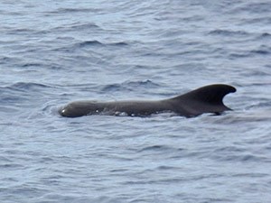 Long-finned Pilot-whale - Globicephala melans © John Muddeman
